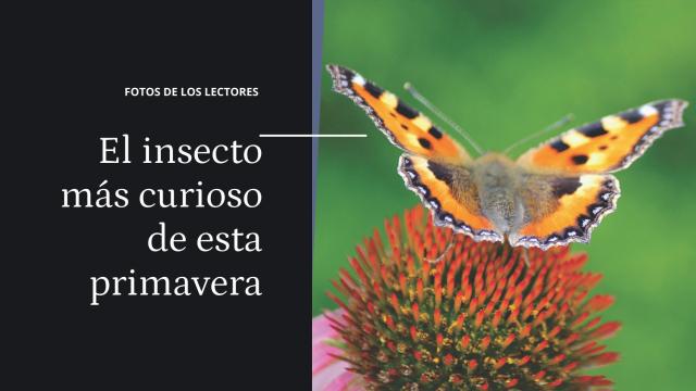El insecto más peculiar de esta primavera ¡Mande su foto!