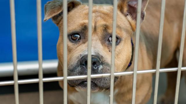 Imagen de archivo de ujn perro