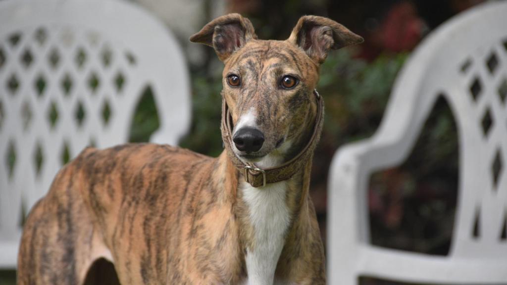 Greyhound