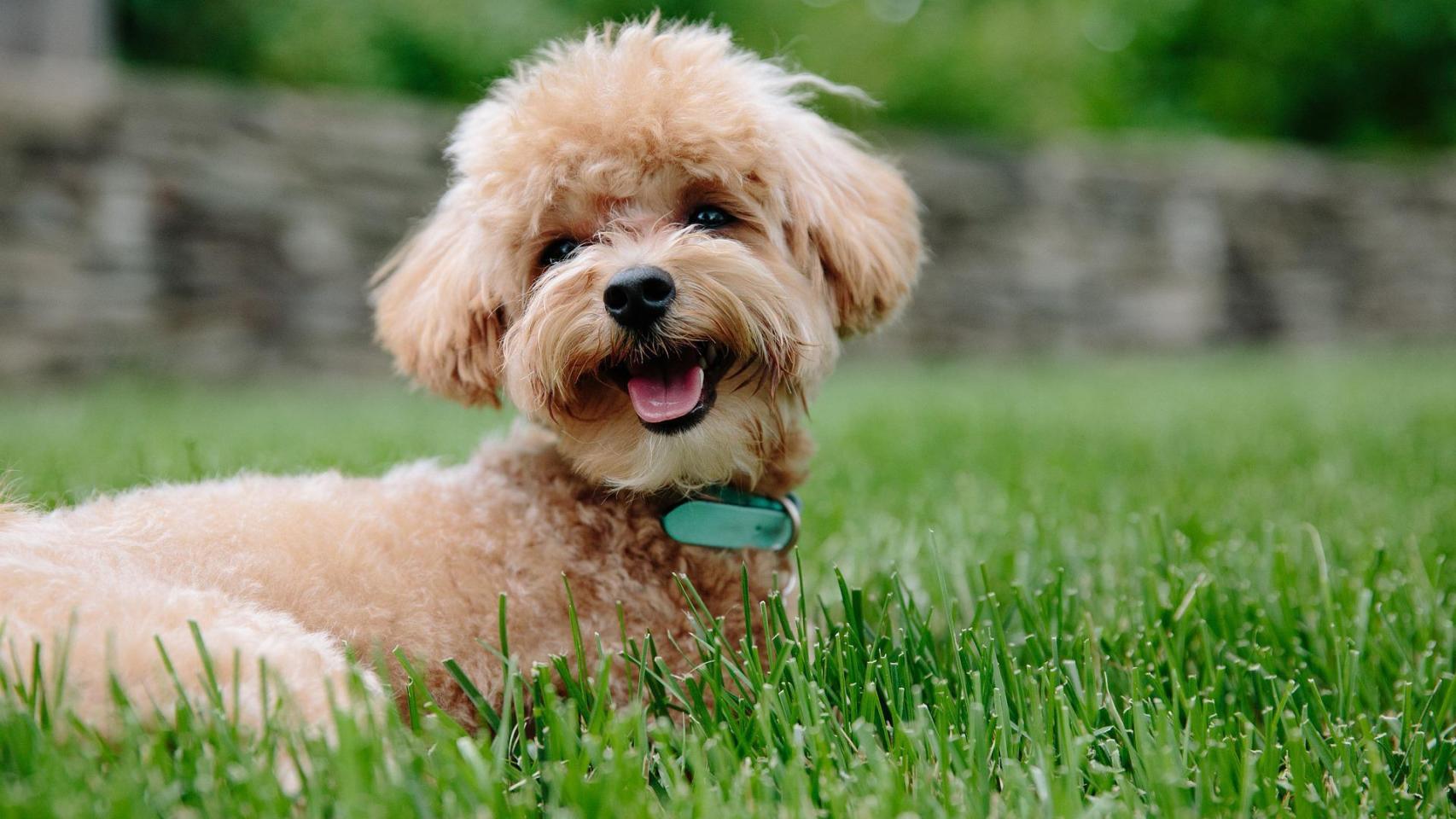 Estas son las razas de perros más inteligentes