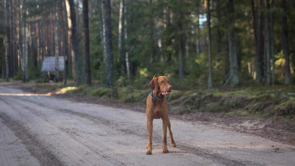 Estas son las razas de perros más rápidas
