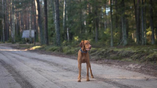Estas son las razas de perros más rápidas