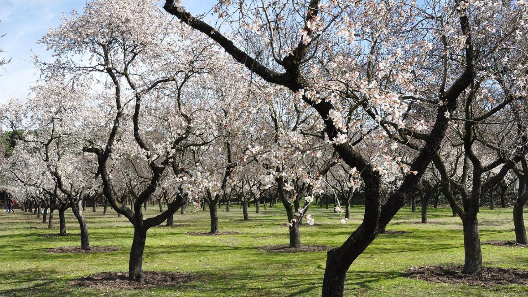 Imagen de archivo de un cultivo de almendros en época de floración