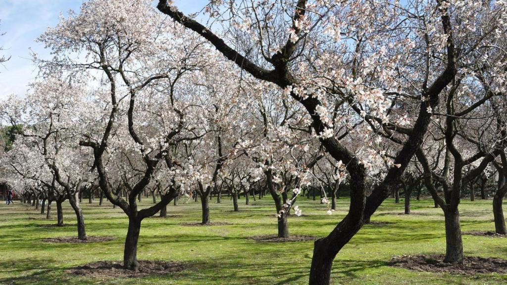 Imagen de recurso de un cultivo de almendros.