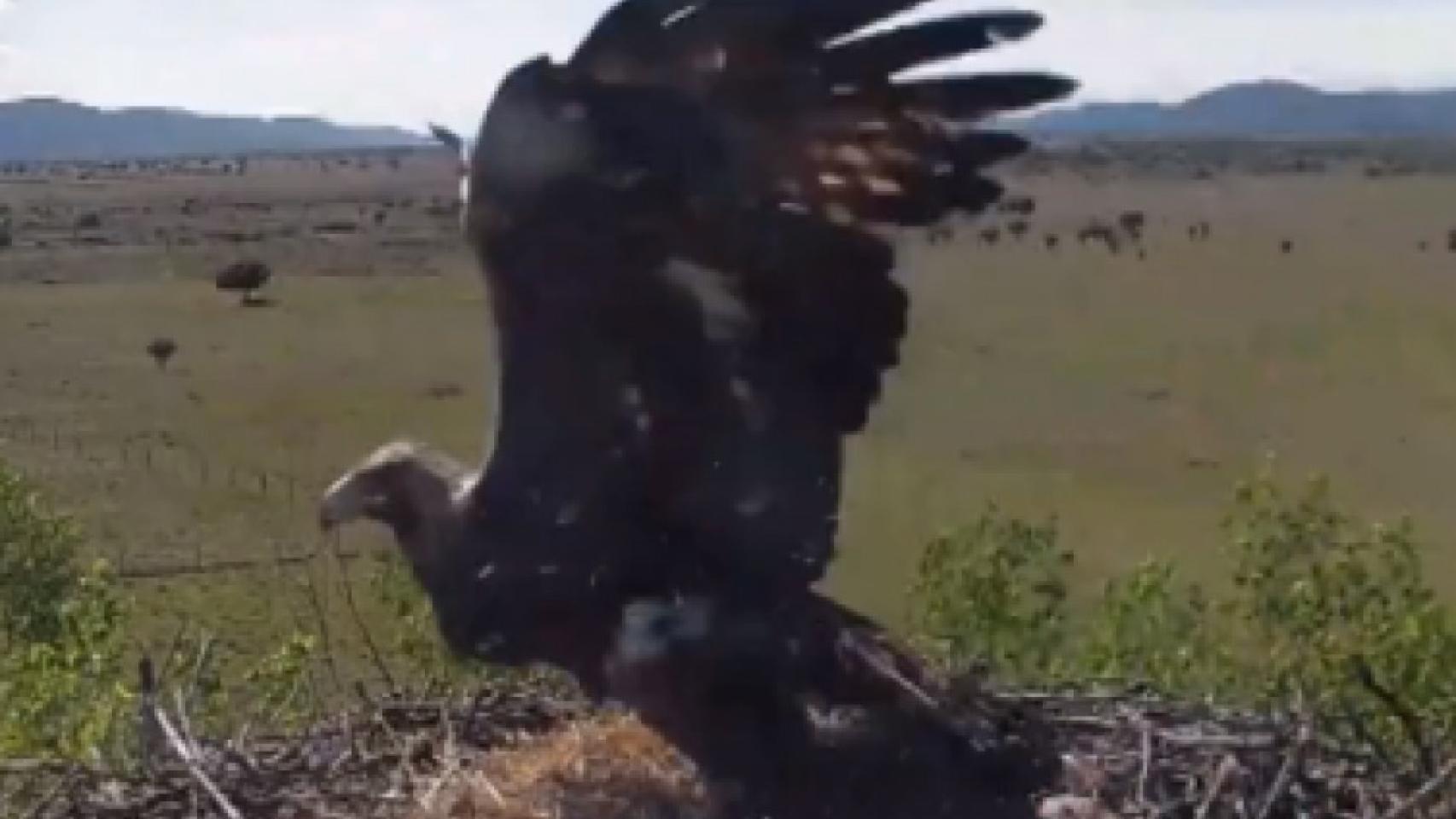 Imagen obtenida del vídeo del Parque Nacional de Cabañeros (Ciudad Real)