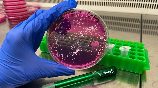 'Beauveria bassiana 203' ha llegado para completar el catálogo de Symborg con una familia de bioinsecticidas.