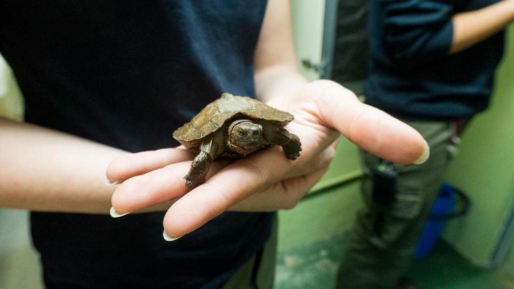 Imagen de una de las tortugas.