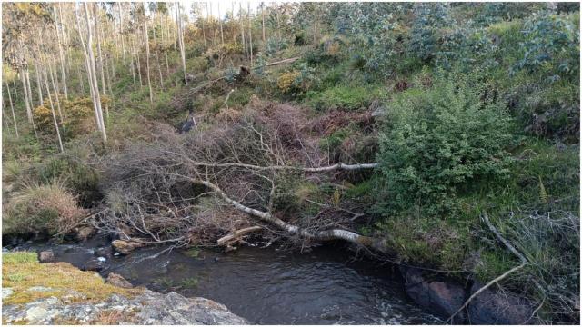 Plantación a la orilla del río Braxe.