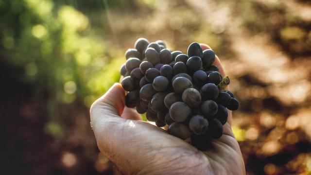 En Galicia también hay vinos tintos: las uvas que debes conocer y los vinos que tienes que probar