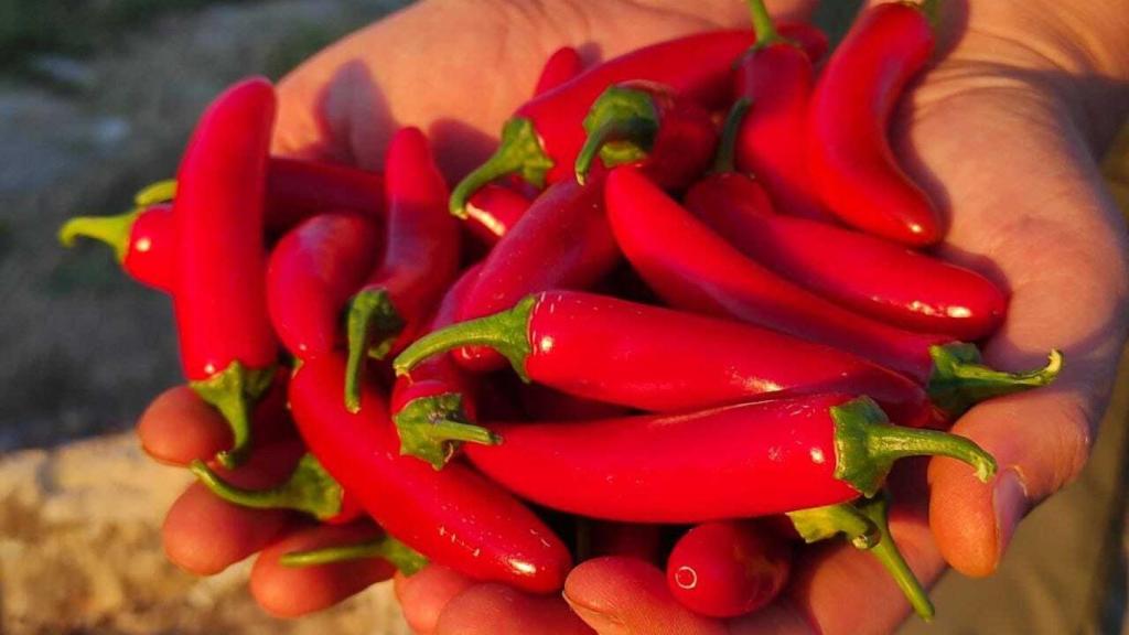 Chiles