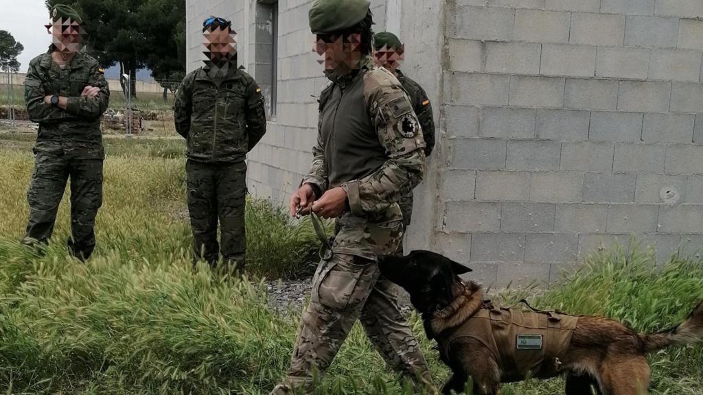 El entrenador acompaña al pastor belga malinois a la zona de exhibición.