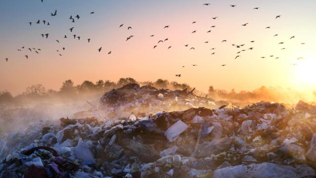 No es verde todo lo que reluce: ¿Cómo saber si una empresa está haciendo ‘greenwashing’?
