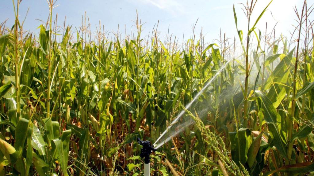 Castilla y León constituirá este año más de 30 comunidades de regantes de aguas subterráneas en cinco provincias