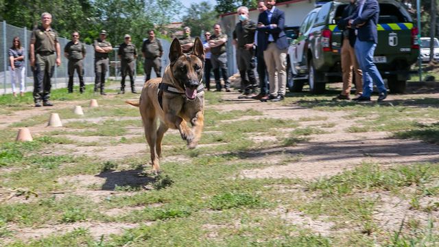 Toledo estrena unidad canina para detectar venenos en el medio natural