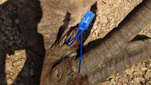 Un ejemplar infectado de sarna hallado muerto en la provincia de Castellón.