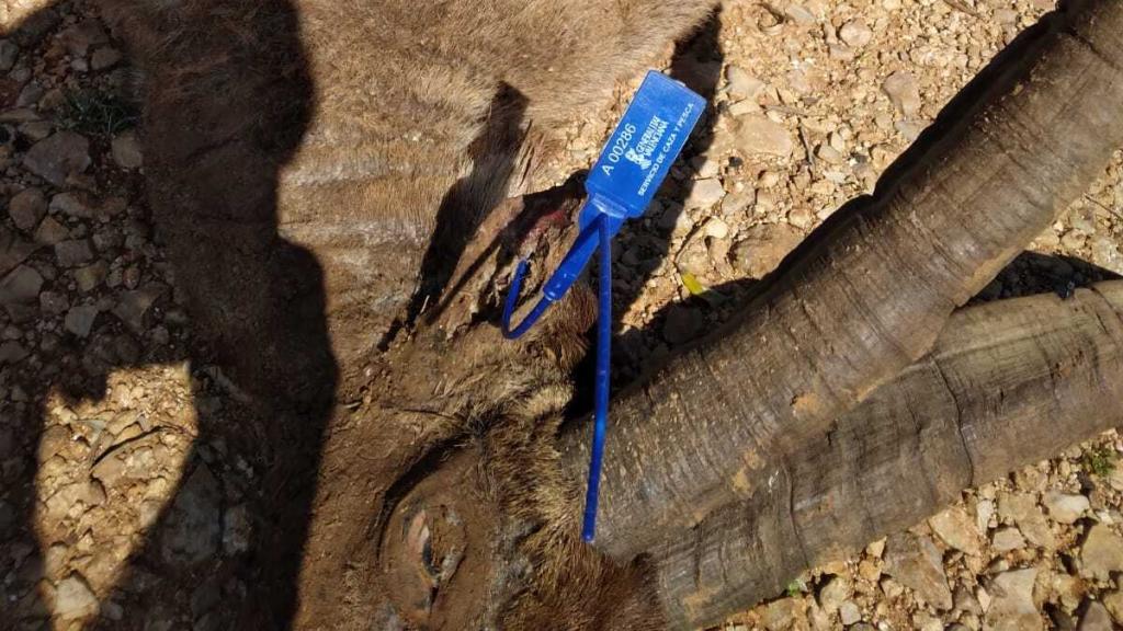 Un ejemplar infectado de sarna hallado muerto en la provincia de Castellón.