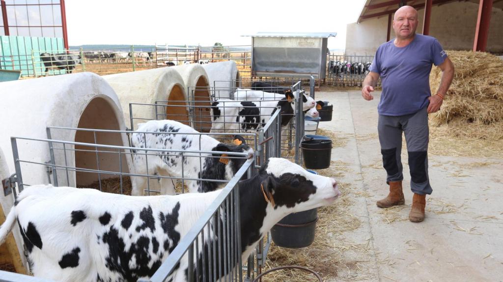 Un ganadero de Palencia junto a las terneras de su explotación.