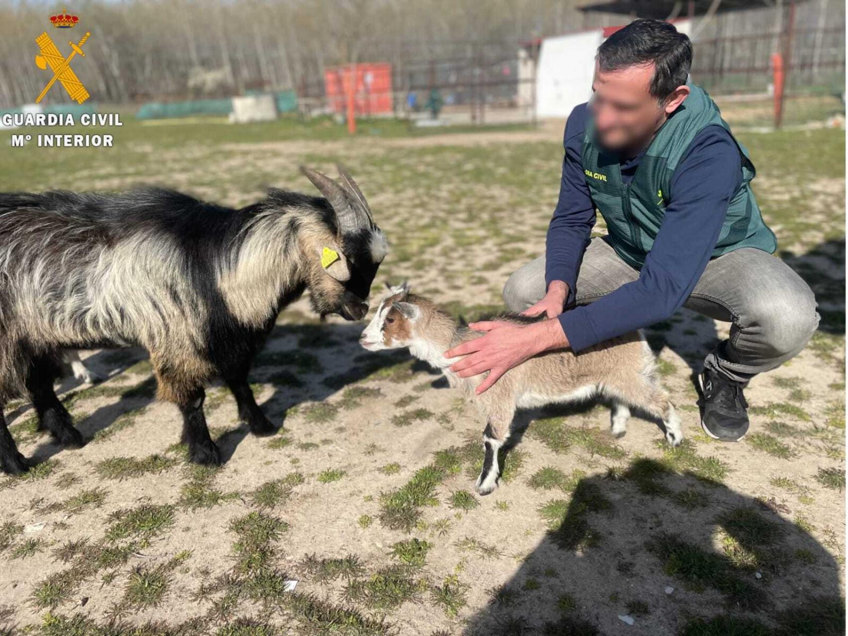 Detenido un hombre en Segovia por un robo con fuerza de una cabra enana y varias gallinas