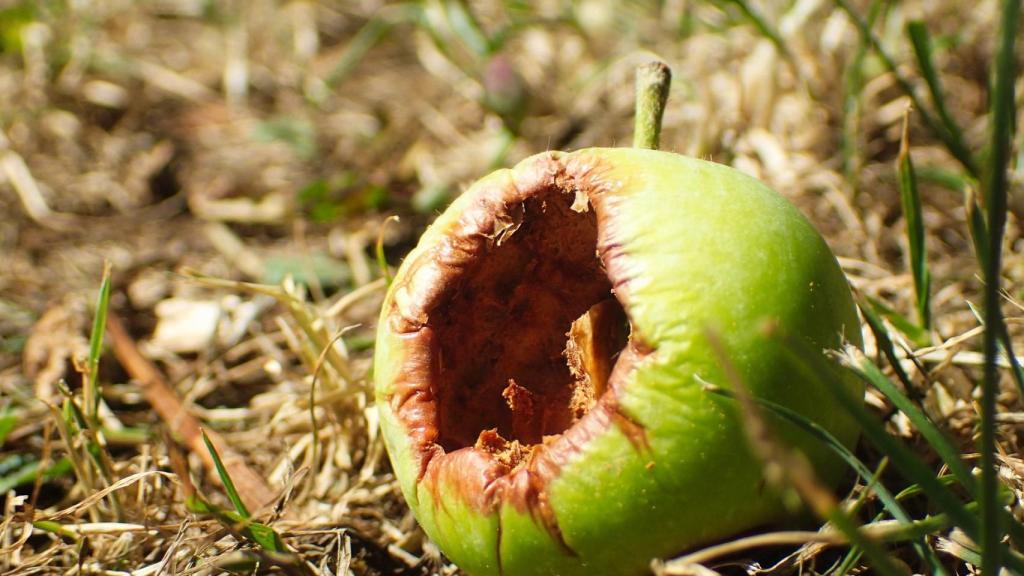 Manzana deteriorada.