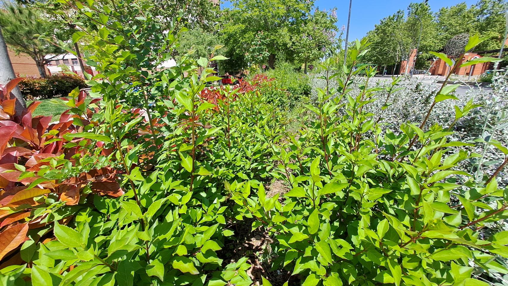 Imágenes tomadas con el Samsung Galaxy A33