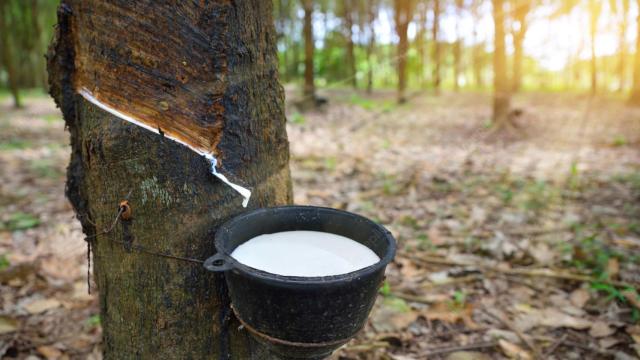La importación de más de un millon de toneladas de caucho natural a la UE acentúa la deforestación