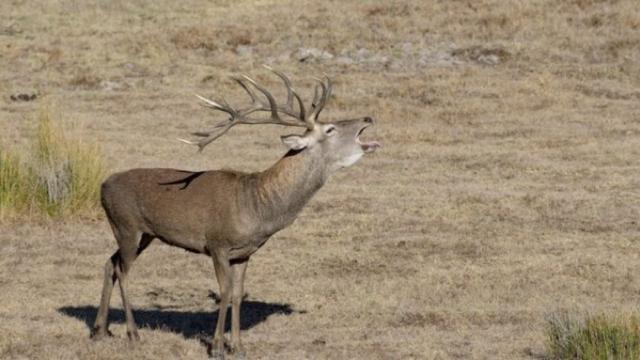 Un ciervo en Doñana.