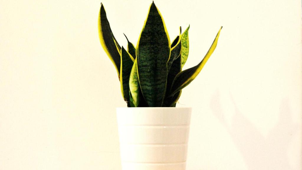 ¿Qué planta sirve para purificar la casa?