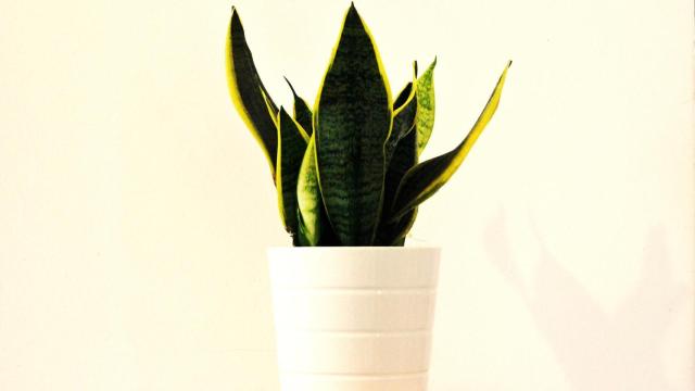 ¿Qué planta sirve para purificar la casa?