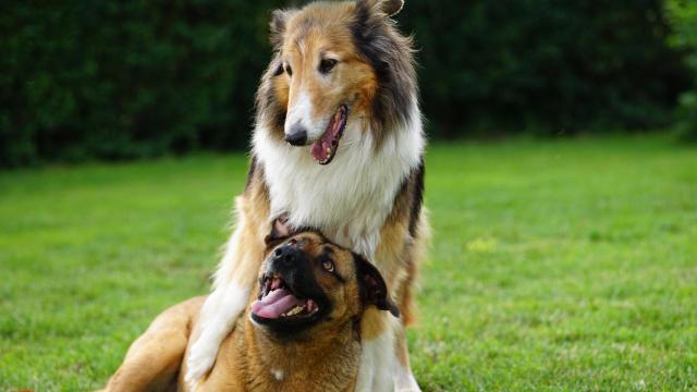 ¿Existe el paso del tiempo para los perros?