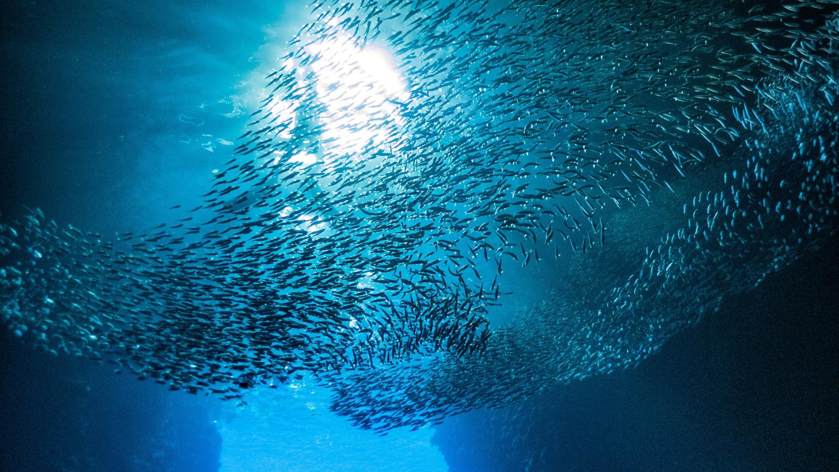 Banco de peces en Tongatapu, Tonga. Foto de Emma Li en Pexels