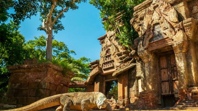 Reo, el primer dragón de Komodo operado de Cataratas en Europa.