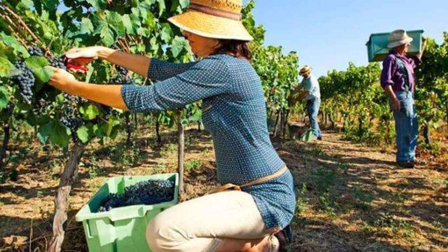 La importancia de la agricultura y la ganadería