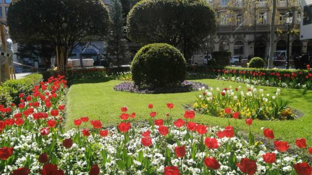Flores en una zona verde de la ciudad de Albacete.