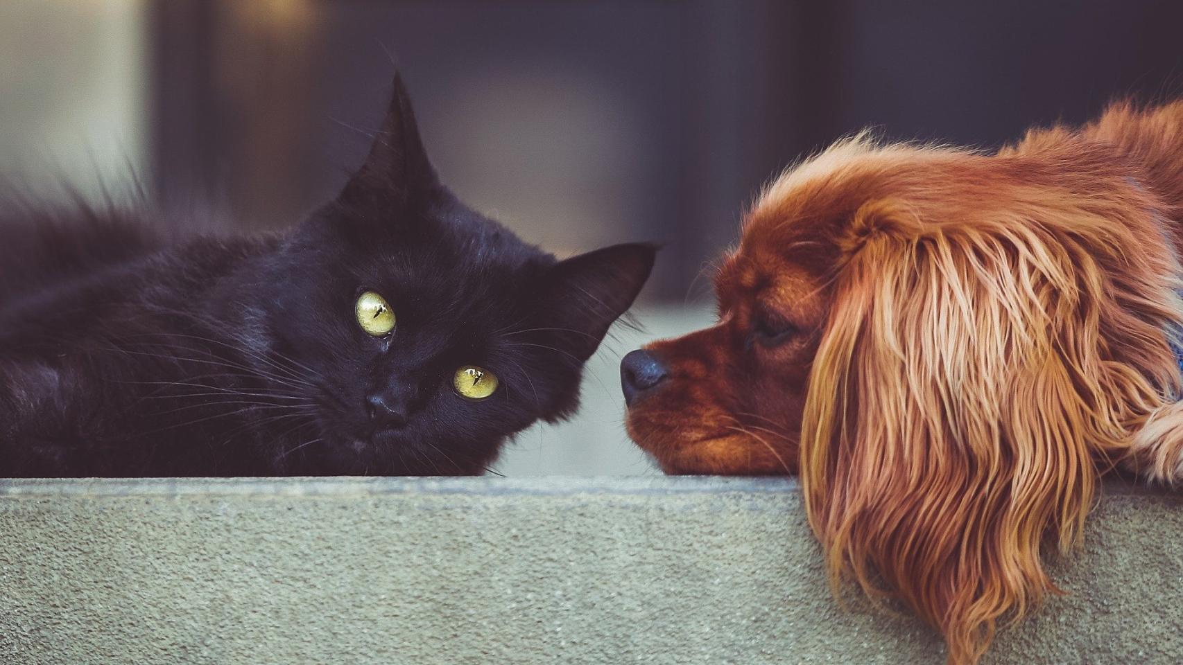 En España, ¿hay más perros o gatos?