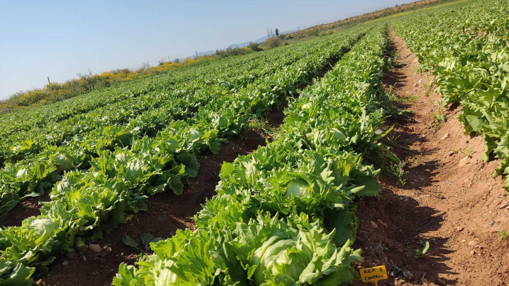 Una explotación agrícola.