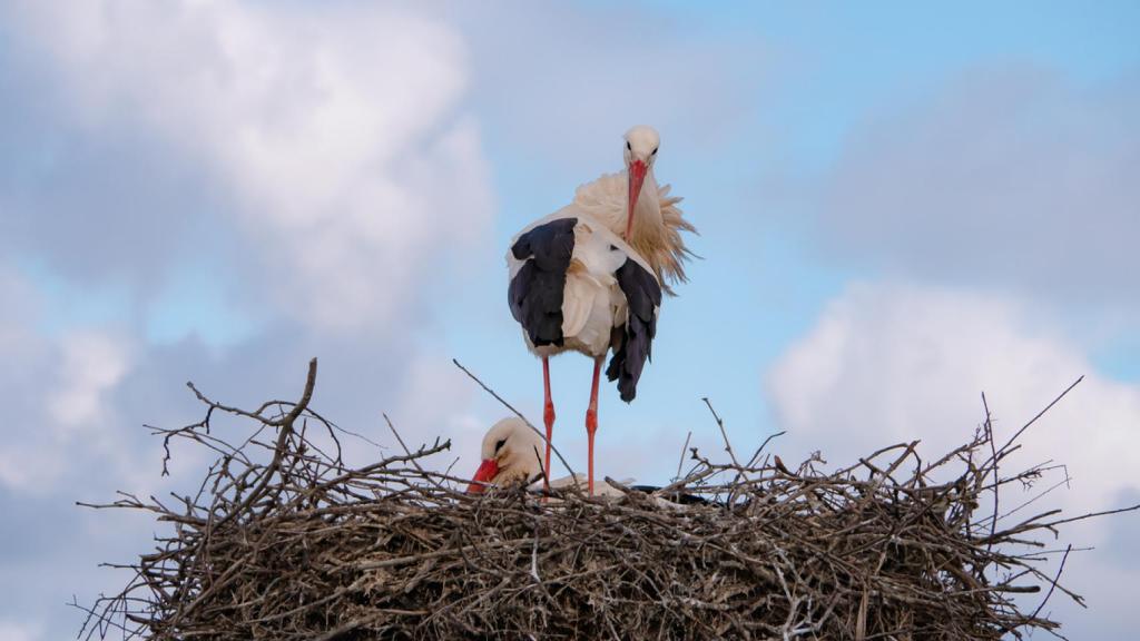 Por qué vemos cigüeñas en invierno: el cambio climático modifica el reloj de las aves migratorias