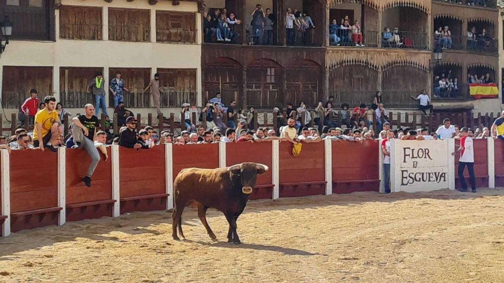 Imagen de archivo de una capea en los Toros de Mayo de Peñafiel.
