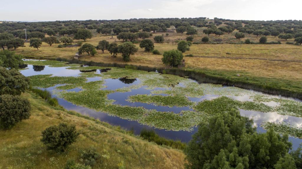 Campos de la dehesa salmantina