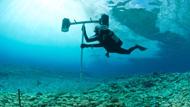 Un biólogo marino analiza el fondo del mar.