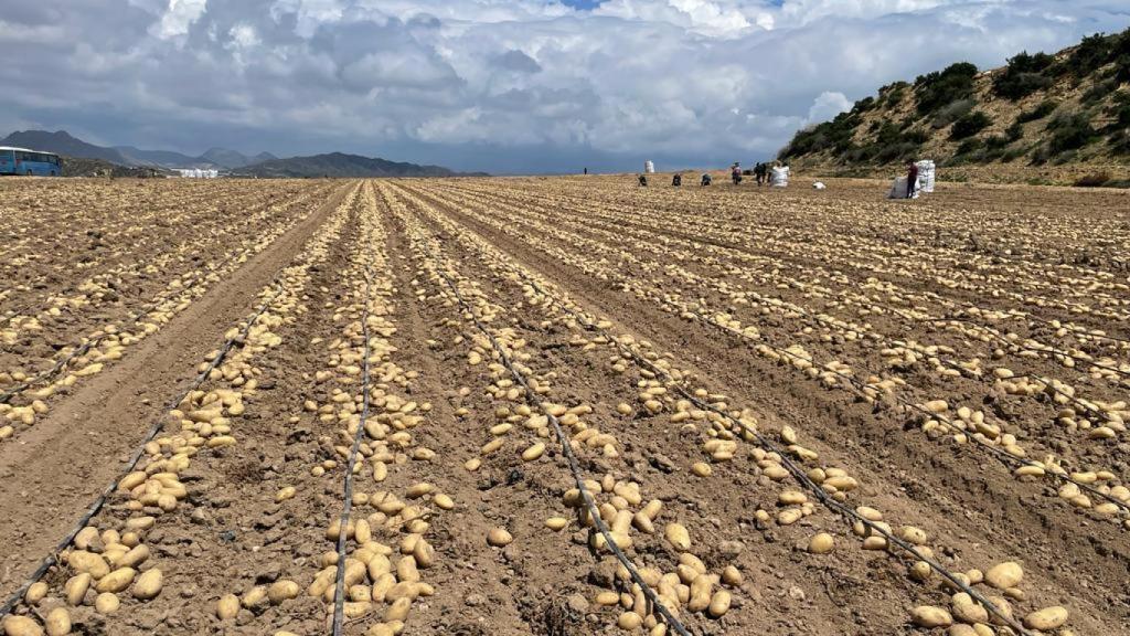 Imagen de una de las recogidas de Patatas Meléndez a pie de cultivo