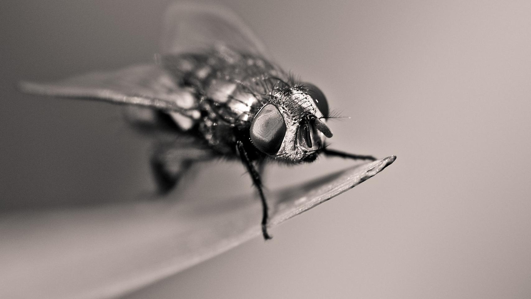 La mosca negra
