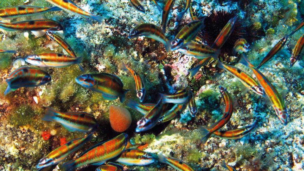 Biodiversidad en las playas de Alicante.