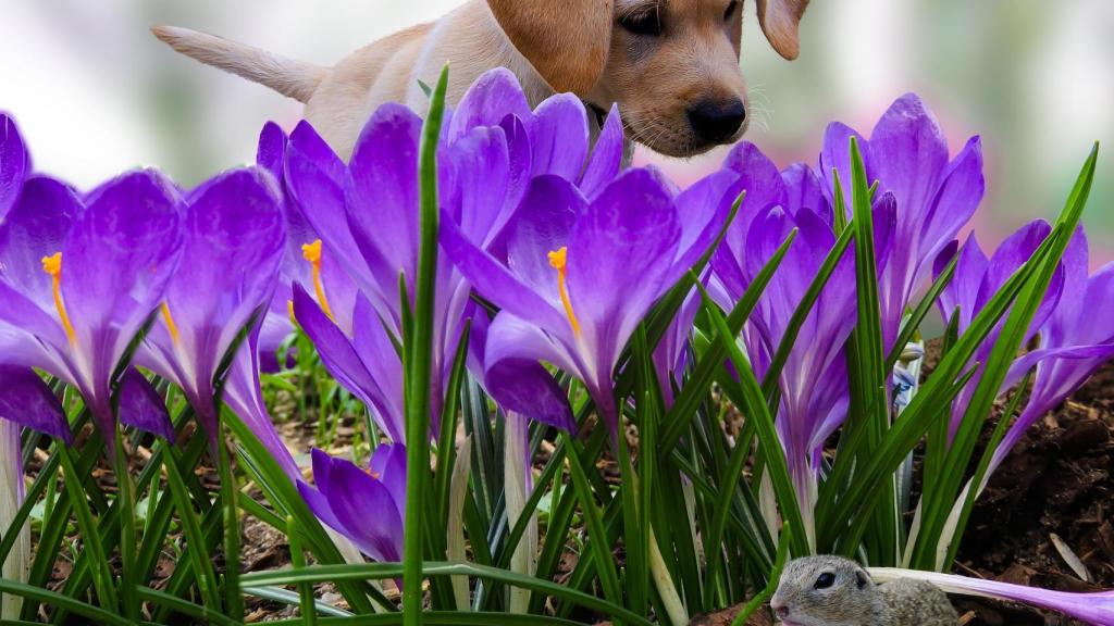 ¿Los perros pueden tener alergias?