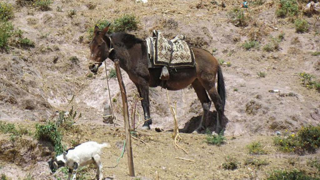Mula de arrieros