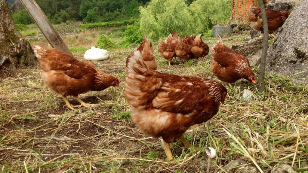 ¿Huevos con hasta 3.000 euros de multa? Tener gallinas en casa también tiene letra pequeña