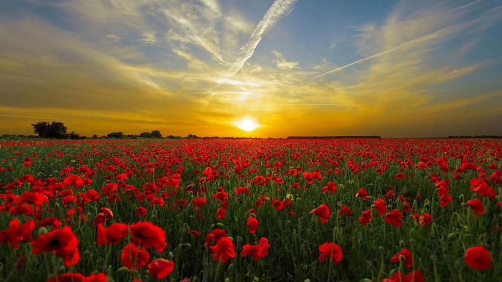 Amapolas