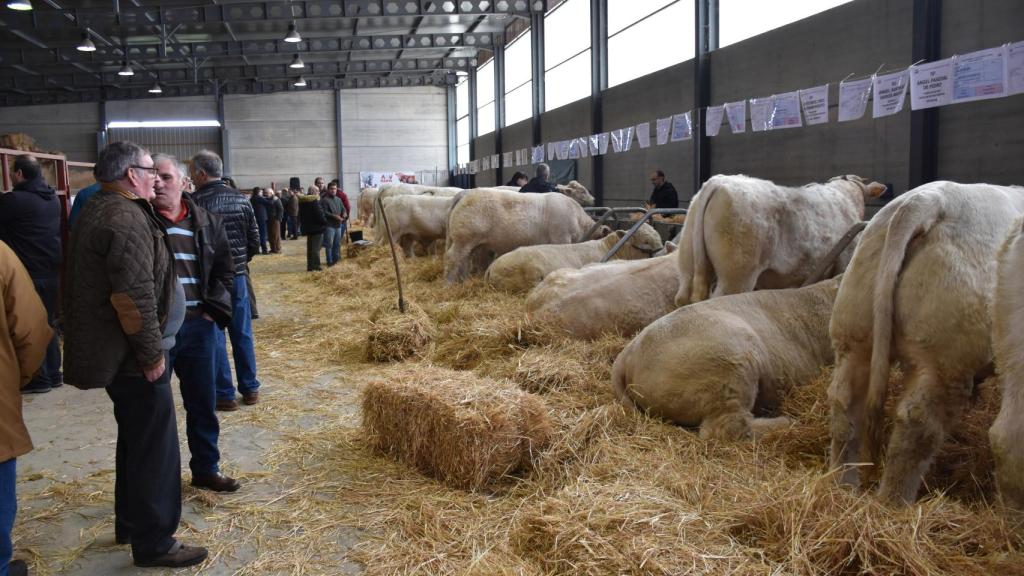 Feria Ganadera de Ciudad Rodrigo