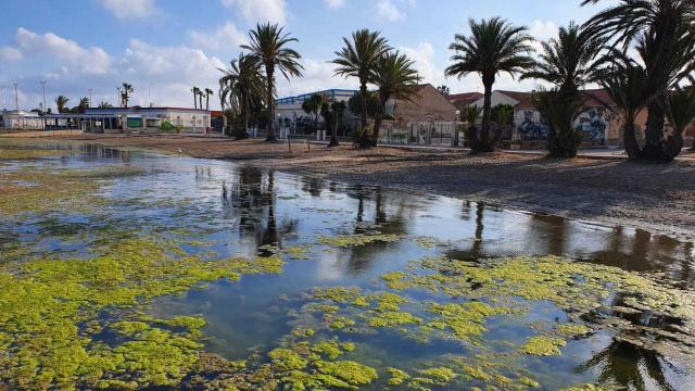 Las algas conocidas como cabello de ángel han tomado las playas del litoral marmenorense.