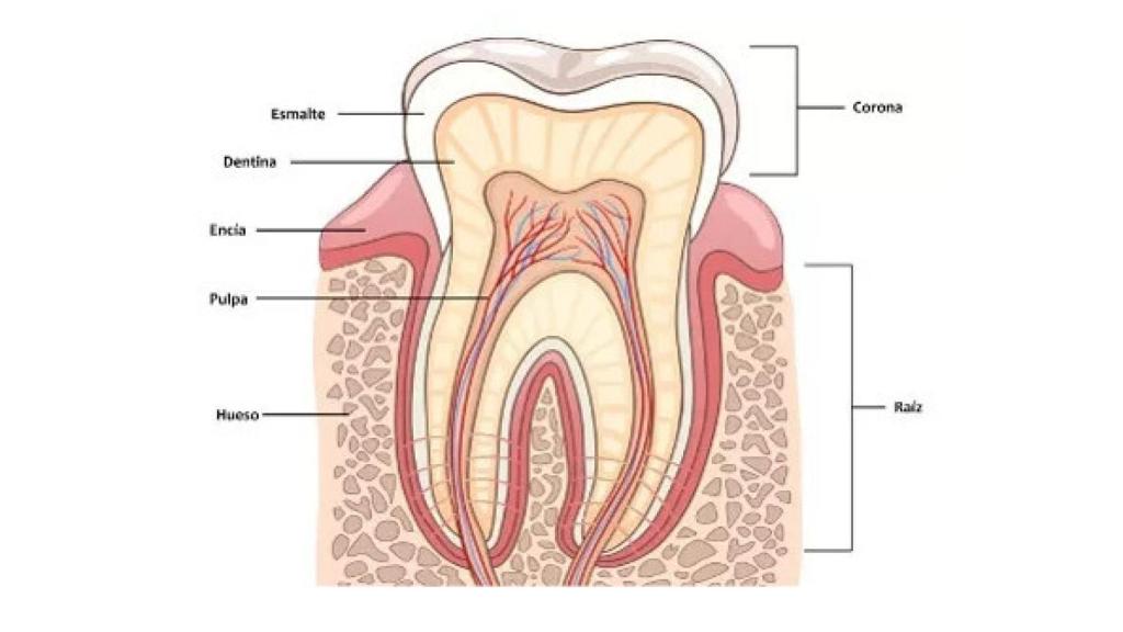 Anatomía del diente