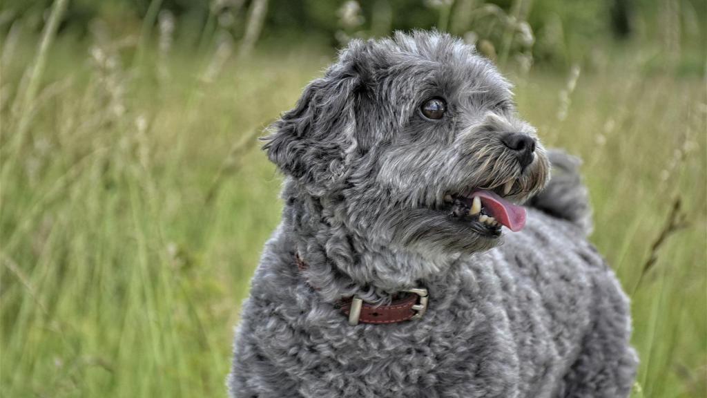 El motivo por el que no debes cortar el pelo a tu perro en verano